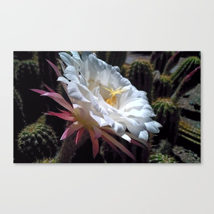 White Cactus Blossom Canvas Print