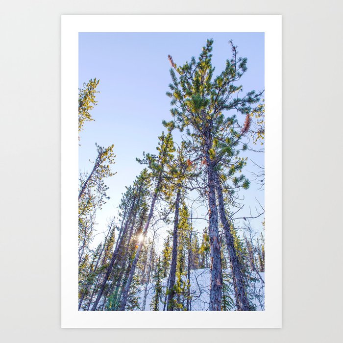 Sunset in the forest Art Print