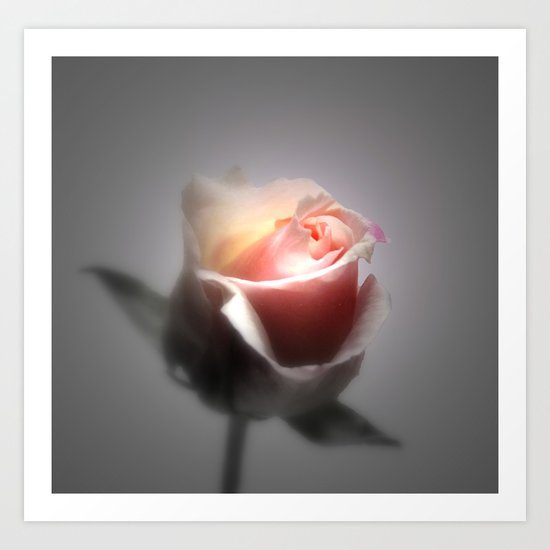 Single Rose Spotlighted Art Print