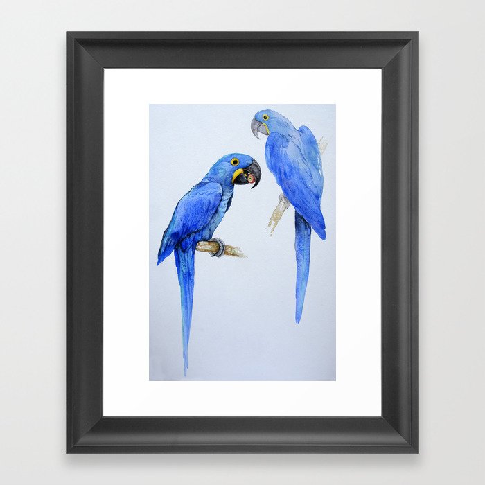 Hyacinth macaws, beautiful blue parrots Framed Art Print