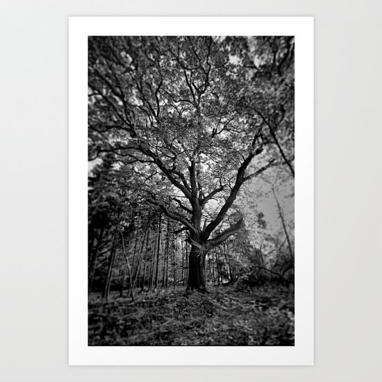 English Oak Art Print