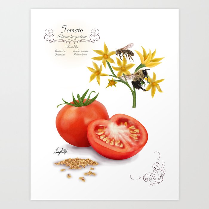 Tomato and Pollinators Art Print