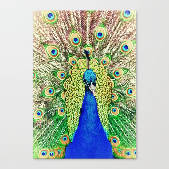 Peacock Canvas Print