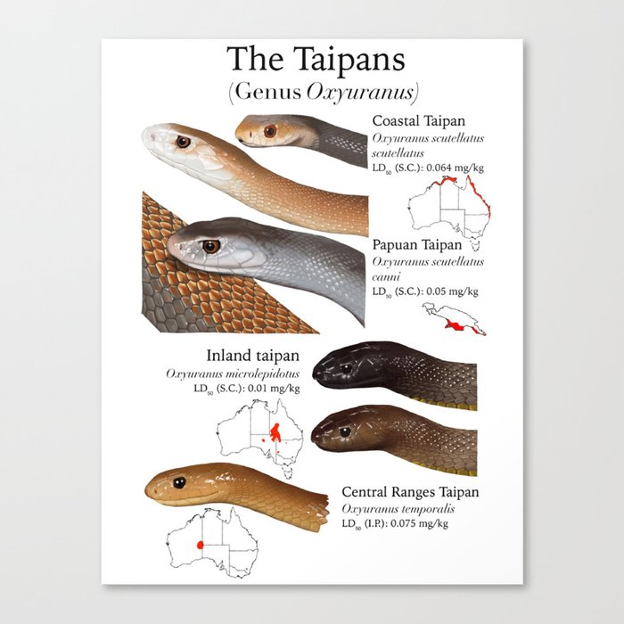 Taipans Canvas Print