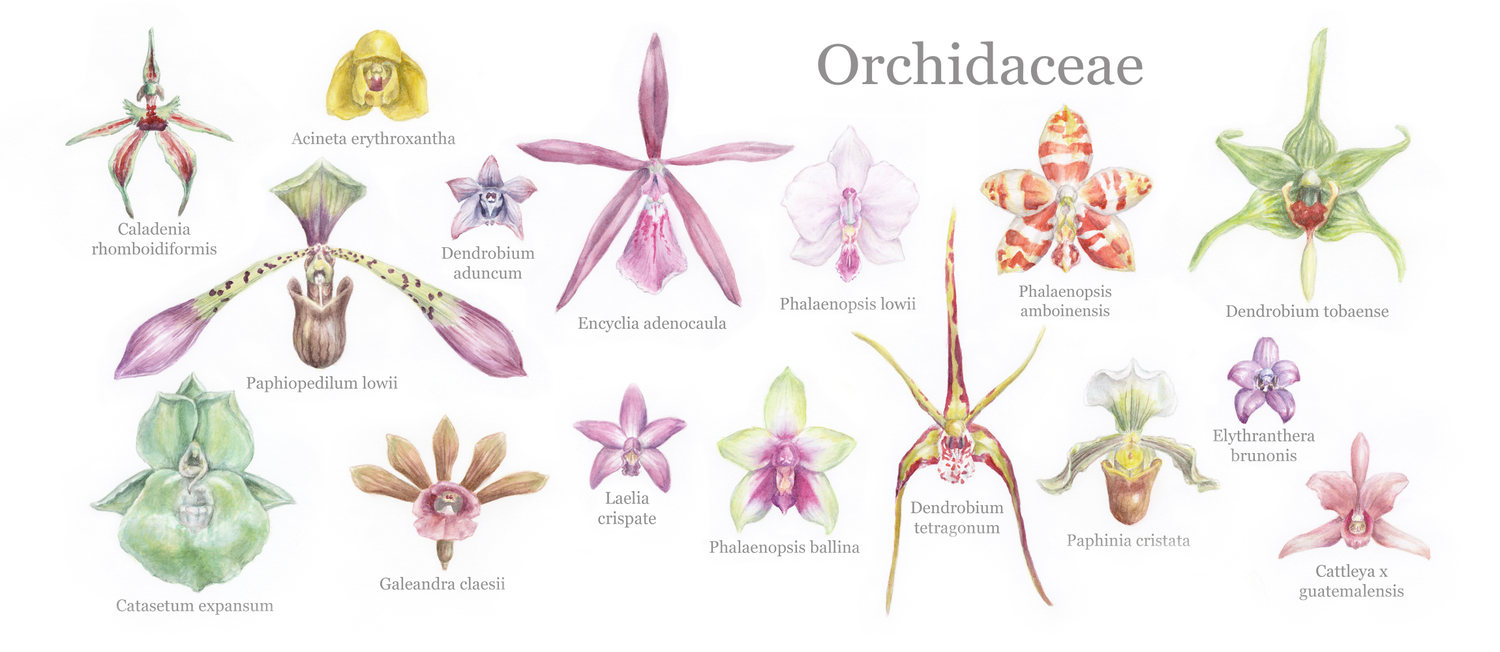 Selection Of Orchid Species Coffee Mug By Meganvelvet Society6