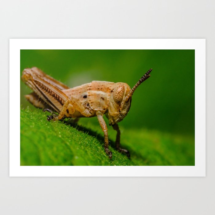 Young Grasshopper Macro Photograph Art Print