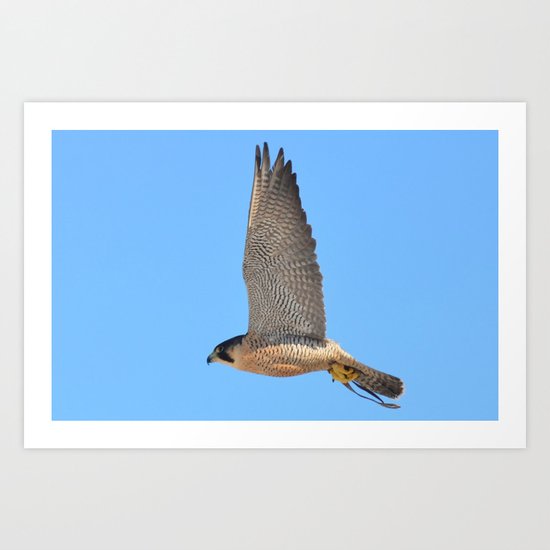 Peregrine Falcon Close Up 2 Art Print