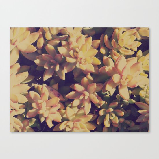 Succulent Canvas Print
