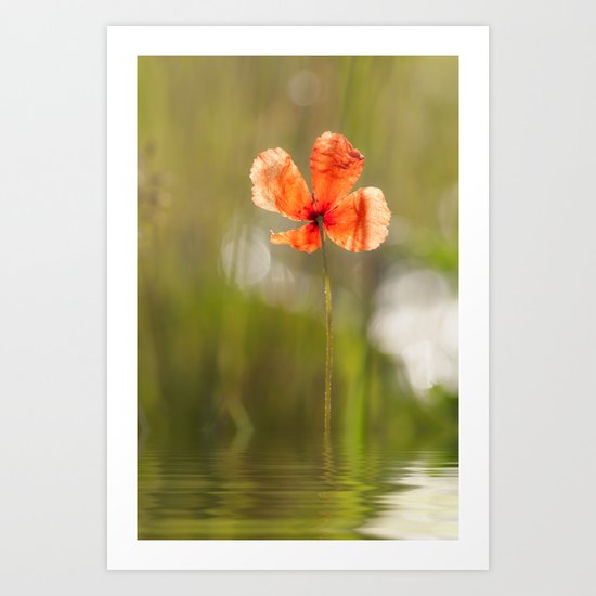 Swimming Poppyblossom Poppy Poppies Art Print