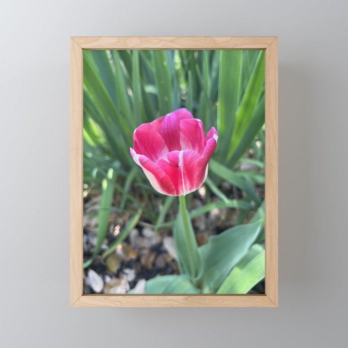 Didier's Tulip Framed Mini Art Print