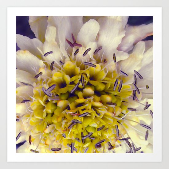 Flower Purple Yellow Art Print