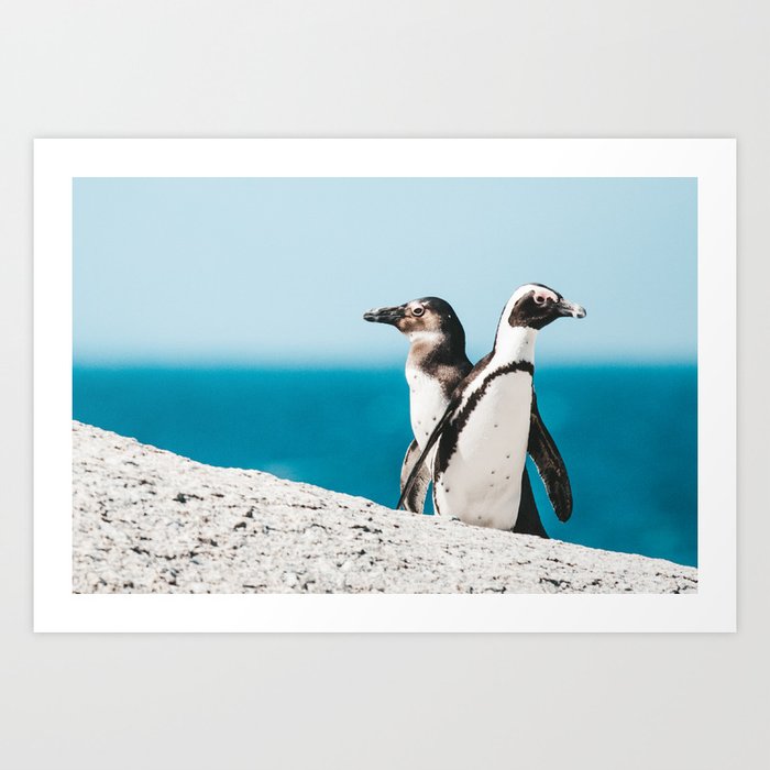 Boulders Beach Penguins, Cape Town, South Africa || Travel photography Art Print