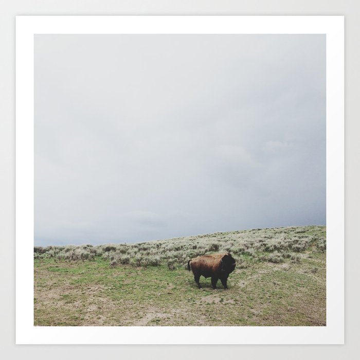 Hillside Bison Art Print