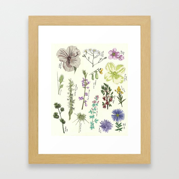 Scientific illustration, plants, flowers, flower, plant Framed Art Print