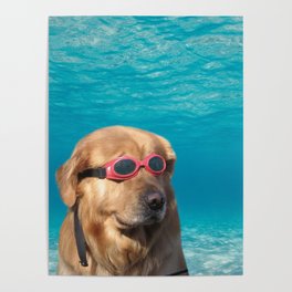 Swimmer Dog Poster