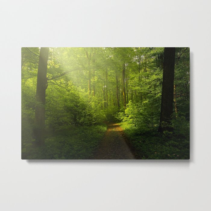 Woodland ,trees ,forest,nature landscape background  Metal Print