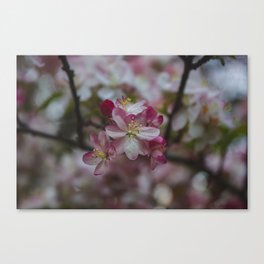 Pink Flowers on a Tree in the Spring Canvas Print