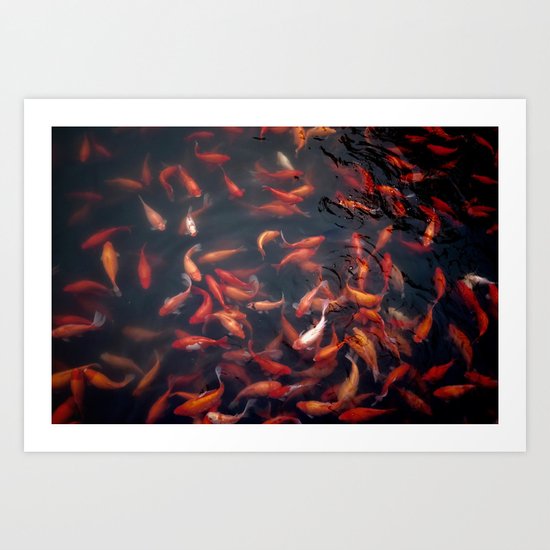 Koi Fish Art Print