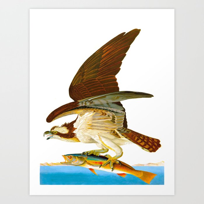 Osprey Bird John James Audubon Vintage Scientific Bird illustration Art  Print by Wings Of The World