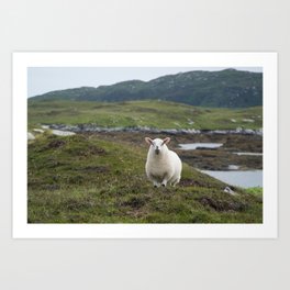 The prettiest sheep Art Print