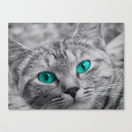 Cat with Piercing Turquoise Eyes Canvas Print