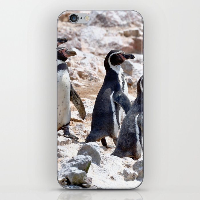 Pinguino De Humboldt (Spheniscus humboldti) iPhone Skin