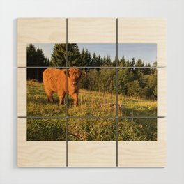 Fluffy Highland Cattle Cow 1188 Wood Wall Art