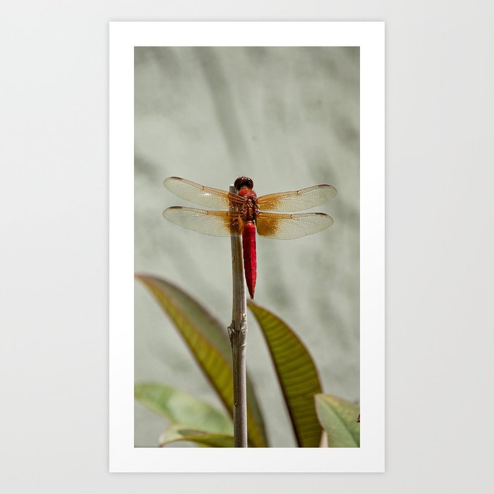 Red Dragonfly Art Print