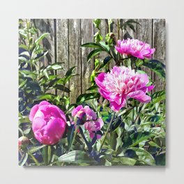 Pink Peonies By Stockade Metal Print | Pink, Peony, Indiana, Floral, Photo, Flower, Susansavad, Spring, Garden, Peonies 