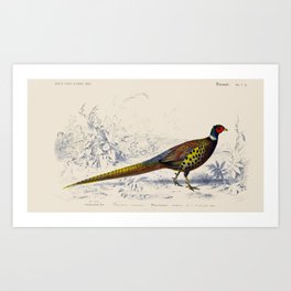 Vintage Pheasant Art Print