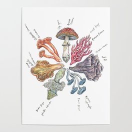 Mushroom Color Wheel Poster