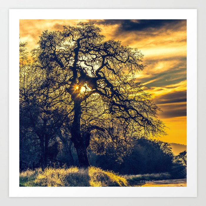 Evensong - A Golden Sierra Sunset Shines Through an Oak Tree Art Print