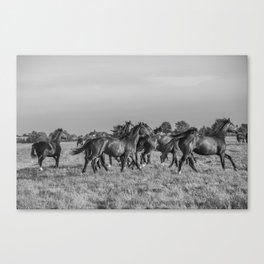 Wild horses running in the sun | Horse photography Netherlands | Nature travel black an white animal photo print Canvas Print