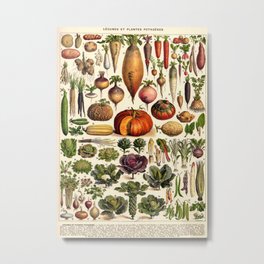 Adolphe Millot Vegetables Vintage Scientific Illustration Encyclopedia Illustration Lithograph  Metal Print