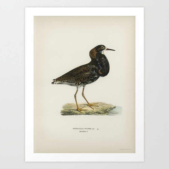 Art Print