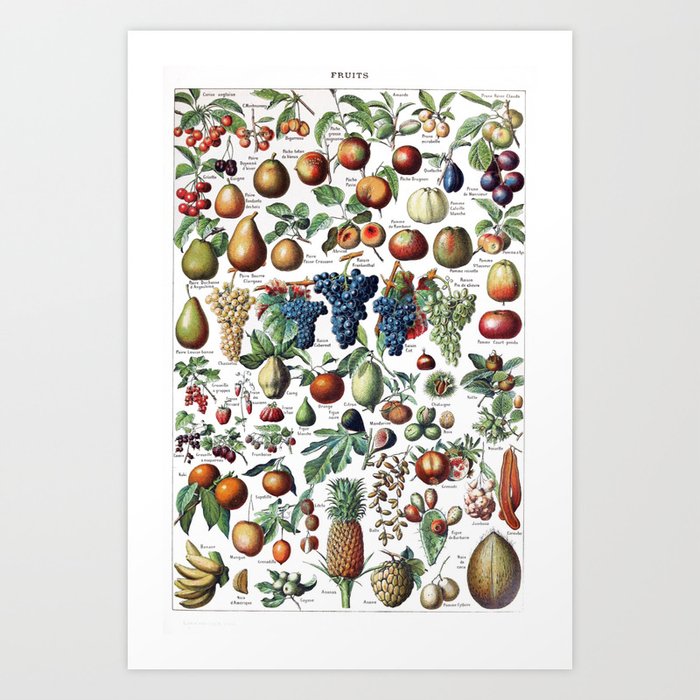Fruits 2 by Adolphe Millot Art Print