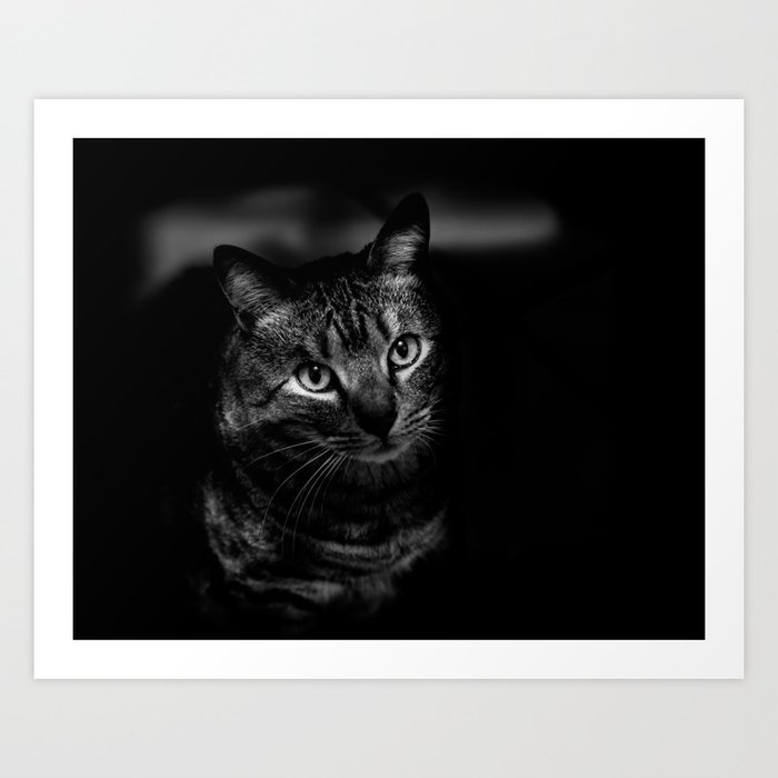 Black Night Cat Art Print