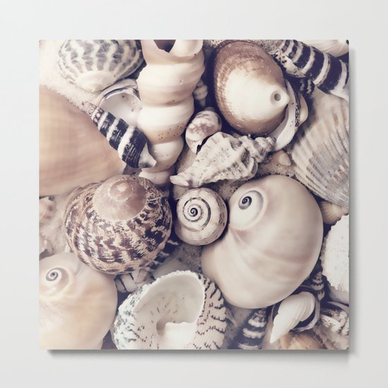 Vintage Sea Shell Collection Coastal Style Metal Print