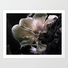Fungus Amongus Art Print | Photo, Nature 