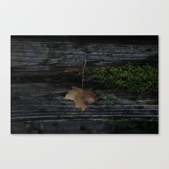 Small Leaf, in a Dark, Dark Place Canvas Print