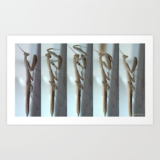 White Praying Mantis Art Print