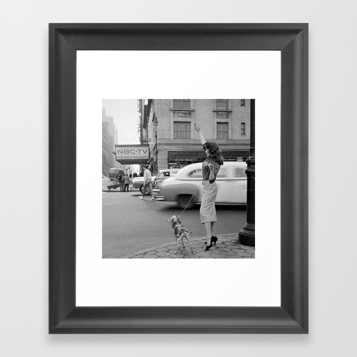 Young woman with pet dog hailing a yellow cab taxi New York City portrait black and white photograph - photography - photographs Framed Art Print