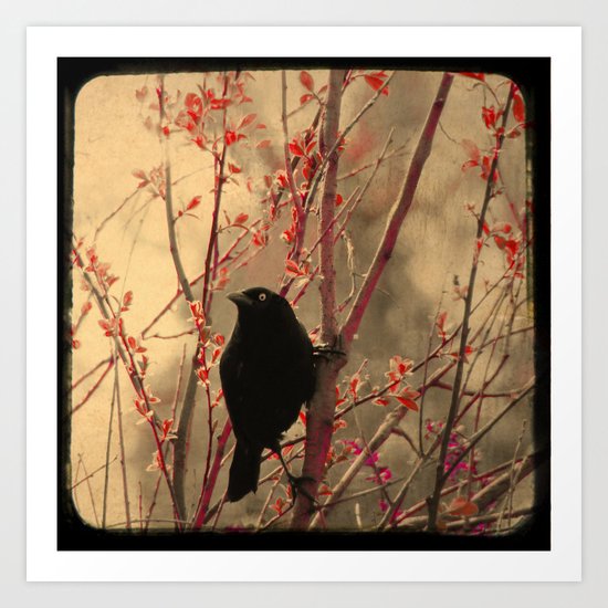 Grackle Art Print