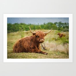 Oil painting sitting highland cow  Art Print