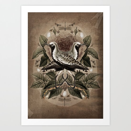 Pluvialis squatarola Art Print