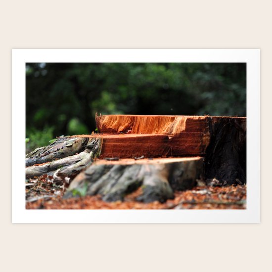 Redwood Art Print