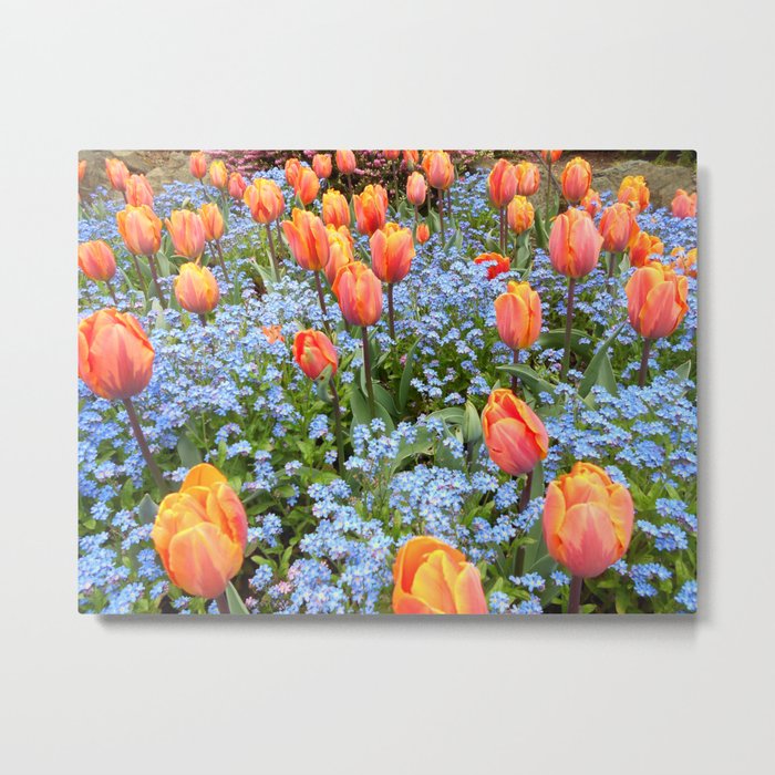 Tulips and Forget Me Nots Metal Print