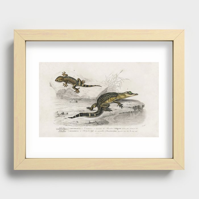 Alligator & Lilford'swall lizard  Recessed Framed Print