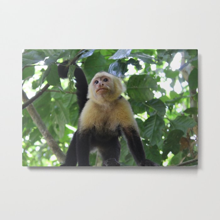 Capuchin Monkey Metal Print