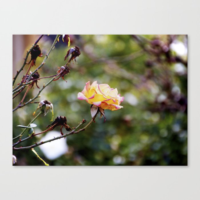 Beauty in the Thorn Canvas Print